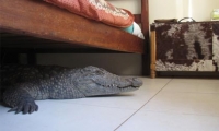 رجل يُفاجَأ بوجود تمساح ضخم أسفل سريره