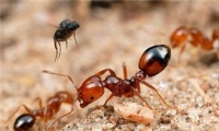 النمل المجنون يتغلب على نمل النار في سباق البقاء