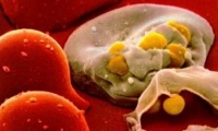 الخلايا الجذعية .. أمل لأدوية الملاريا الجديدة