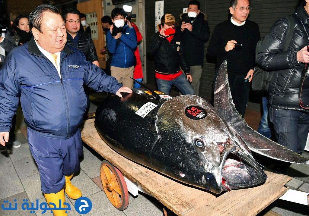 مليونير ياباني يشتري سمكة تونة بـ3 ملايين دولار